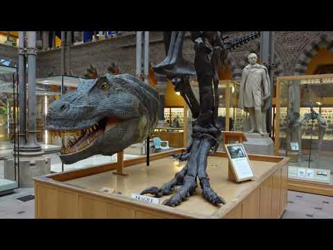 Oxford University Museum of Natural History