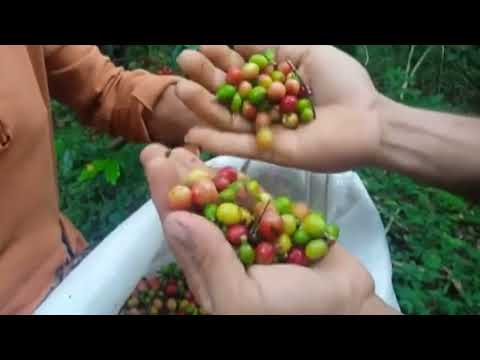 Trabajadores de Campechuela  participan en recogida de café