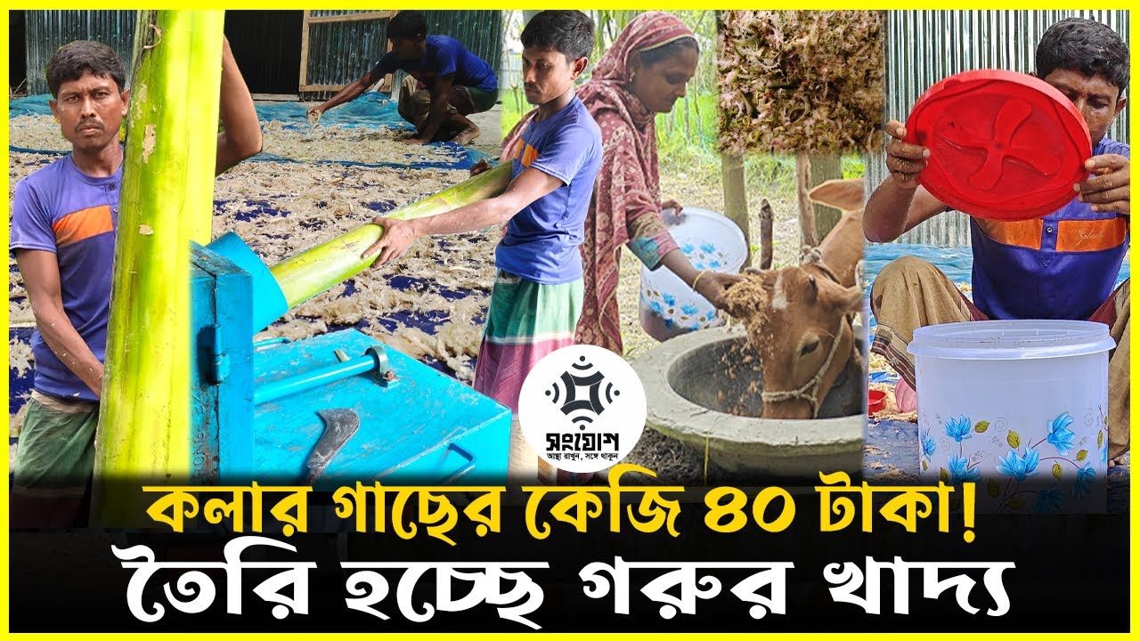 ৪০ টাকায় বিক্রি হচ্ছে কলার গাছ! কৃষকের নতুন গো খাদ্যের সন্ধান