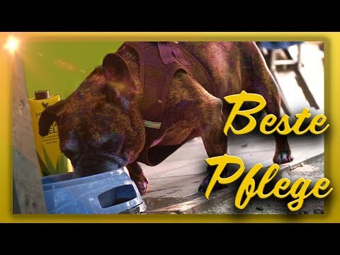 Hundepflege – Reinigung, Pflege u. Schutz Ihrer Hunde mit Aloe Vera Produkten