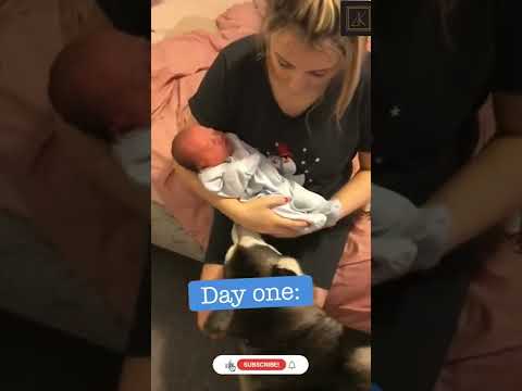 smart Dog #smartdogvideo #fuunyvideo #dog #doglover #cutedog #dogstatus #dogs #dog #toptags