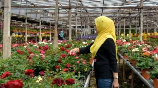 Download lagu Percutian Di Kundasang mp3