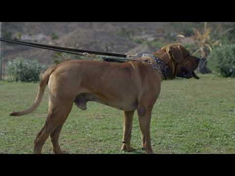 The Tosa Inu: The Most Banned Dog and Why It Matters