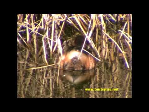 Zampullín común ( Tachybaptus ruficollis