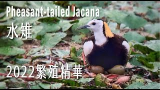 [問卦] 有沒有美濃湖水雉爸爸在孵蛋的八卦?