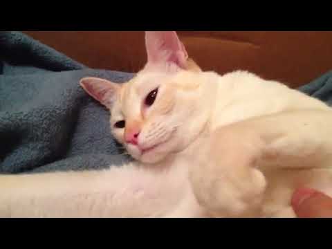 Birth of mangnificent 😸 cat Siamese flame point second day!!!