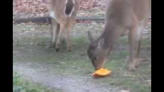 preview picture of video 'Deer Like Pumpkins!'