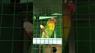 Download lagu Lovebird isian cucak jenggot dan cililin mp3 Download lagu Lovebird isian cucak jenggot dan cililin mp3