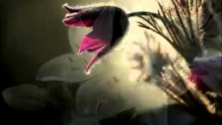 Jeff Buckley * We all Fall in Love *