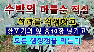 [텃밭농부 1,548]  수박의 아들순 적심.착과를 확정하고 총잎의 갯수가 40장이 되면 실시. #수박재배