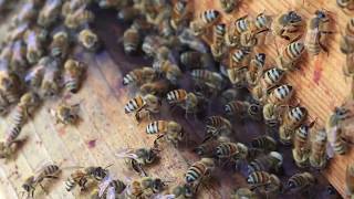 MAKING HONEY!! Honey Bee Update #3 2018