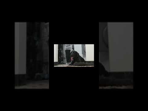 Reacting to Sylvester's diary 1 2 and 3