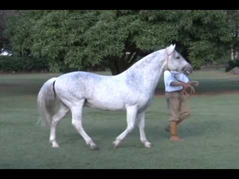 HARAS E RAÇAS - FREIO DE OURO (SEGUNDA-FEIRA)