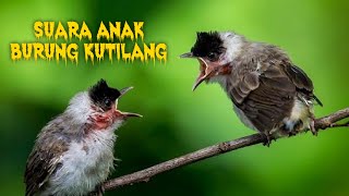 Download lagu SUARA BURUNG PIKAT ANAK KUTILANG mp3 Download lagu SUARA BURUNG PIKAT ANAK KUTILANG mp3