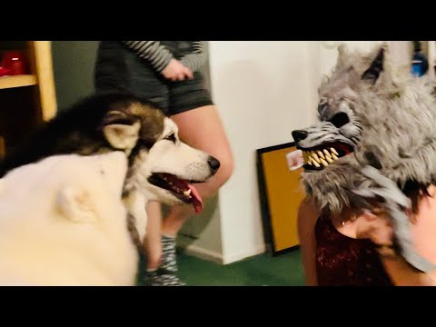 Husky Is Jealous Of Werewolf | #shorts