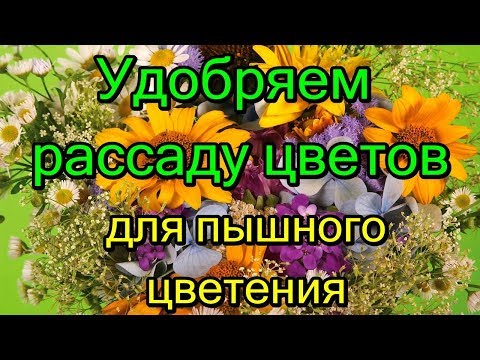 Удобряем рассаду цветов, для пышного цветения.
