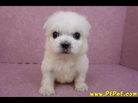 03/20馬爾濟斯公幼犬1號