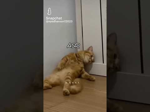 😺 cat #trendingshorts #umama #shots #viralvideo #cat