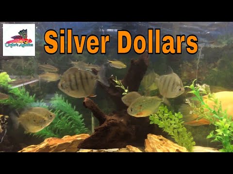 YouTube video about: How many silver dollar fish in a 55 gallon tank?