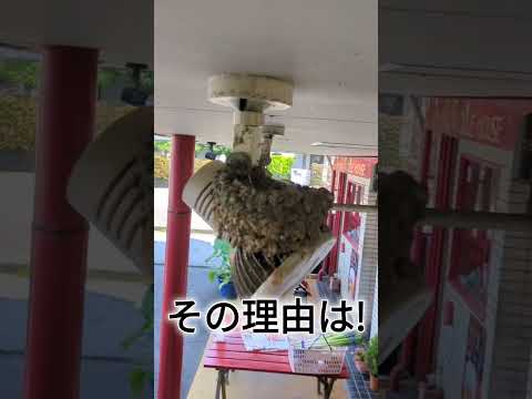 園芸 ツバメの巣シダ