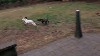 Video preview image #1 Boxador Puppy For Sale in Arlington, VA, USA
