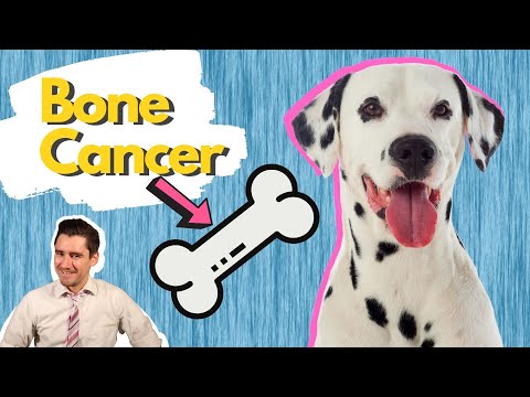 Bone Cancer in the Dogs.  Dr. Dan explains Osteosarcoma in the dog.
