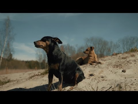 S17E15 Ķepa uz sirds 11.05.2019