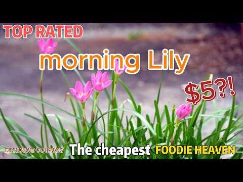 [morning Lily] Tony Shin Official Music Video l #music #kpop #shorts