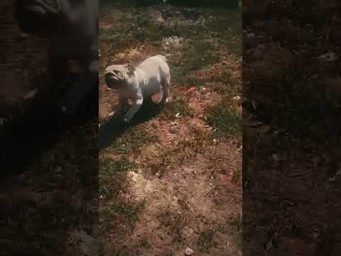 Bulldog puppy for sale