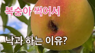 복숭아 썩어서 낙과하는 이유?