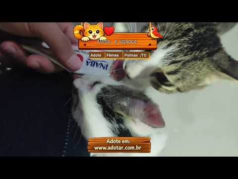 Vídeo de Luma e tapioca 