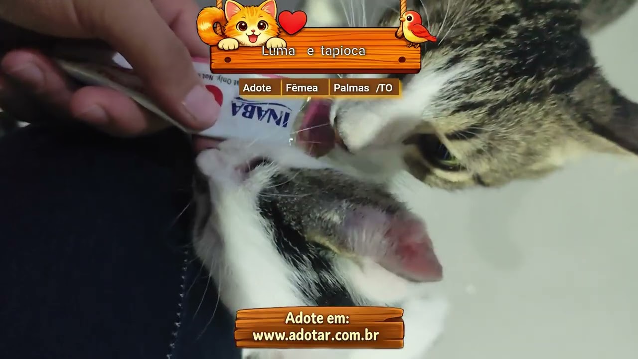 Gato raça SRD-ViraLata idade 2 a 6 meses nome Luma e tapioca 