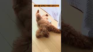 엄마 양말 중독된 무해한 강아지ㅋㅋㅋ