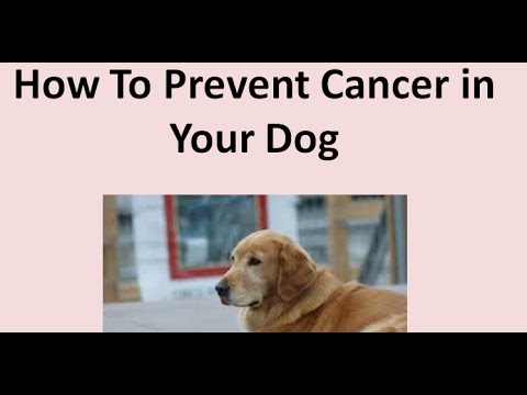 How To Prevent Dog Cancer