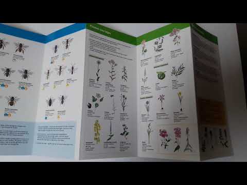 Minigids Bijen en Hommels