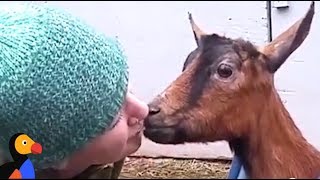 Rescued Goats Form SWEETEST Family | The Dodo: Comeback Kids S01E04