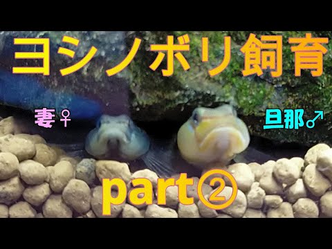2 匹のメスの Rhinogobius duepilus