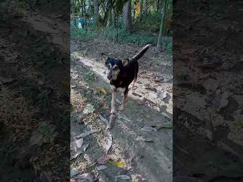 Funny dog 🐕#doglovers #dog