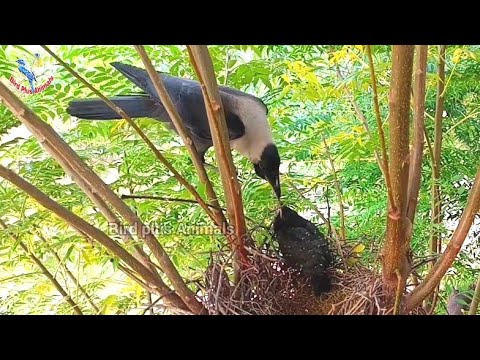 Crow feed cuckoo baby till he could fly || Bird Plus Nature