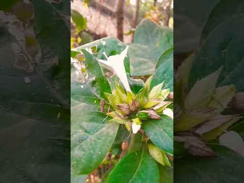 Choto Choto Fule Fule Bhore Je Geche/Babul Supriyo Bangla Song/Flower Show /Lata Mangeshkar