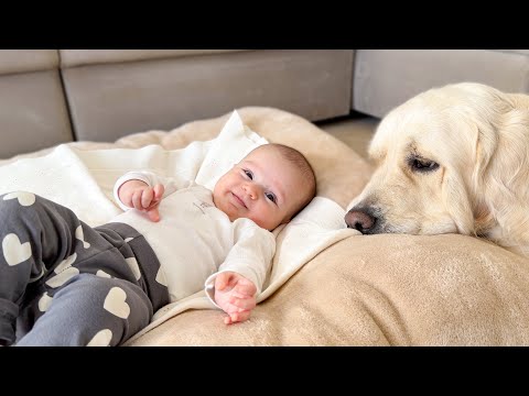 Golden Retriever Shares Her Bed with the Baby