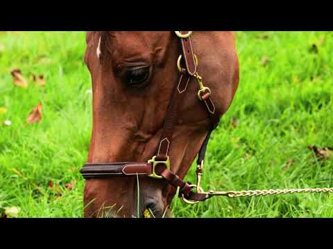 Licol cuir 3 mousquetons - PADDOCK