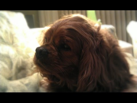 Russell Tribute 2004-2016