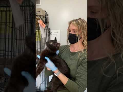 Lion's Den Cat Rescue: How to Properly 'Scruff' a Cat, with Waffles and Tori
