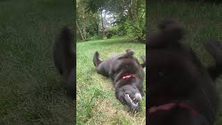 Video preview image #1 German Shepherd Dog Puppy For Sale in Centreville, VA, USA