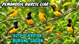 Download lagu Suara pikat burung sogon paling ampuh suara jernih   terapi air‼️ mp3