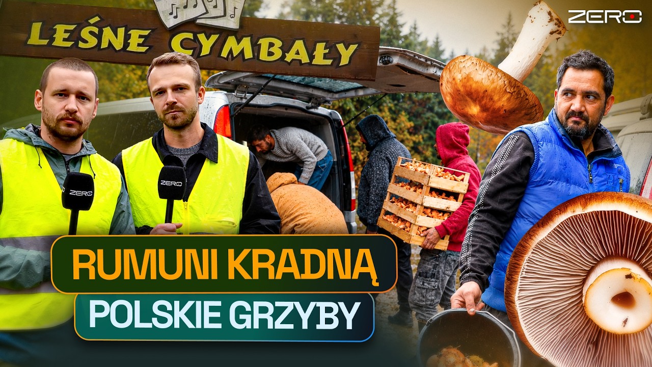 GANGI RUMUŃSKICH GRZYBIARZY PRZEJMUJĄ POLSKIE LASY
