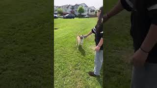Video preview image #1 Mutt Puppy For Sale in Arlington, WA, USA