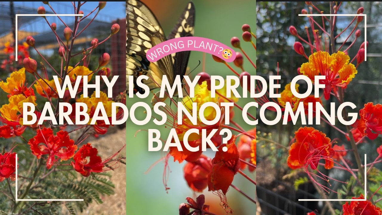 Close-up of vibrant orange and yellow Pride of Barbados flowers with overlay text reading: Did you buy the wrong one?