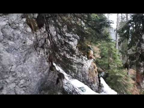 Cab. PLAIUL FOII 850 m - valea PODURILOR -  POIANA COTOFENEI -  amfiteatrul  COLTILOR GEMENI 1850 m.